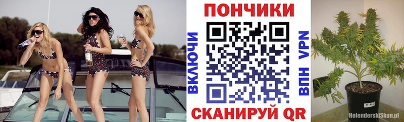 где купить наркоту  Пудож  Конопля планчик 